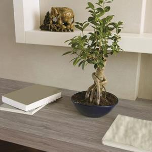 Transform Zelfklevende Decoratiefolie Oak Grijs 45x200 Cm