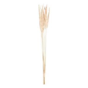Pampas pluim 6 stuks - crème - 75 cm
