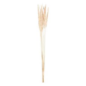 Leen Bakker Pampas pluim 6 stuks - crème - 75 cm