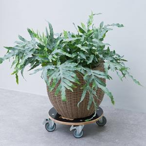 Nature Plantentrolley rond Ø38 cm hout zwart