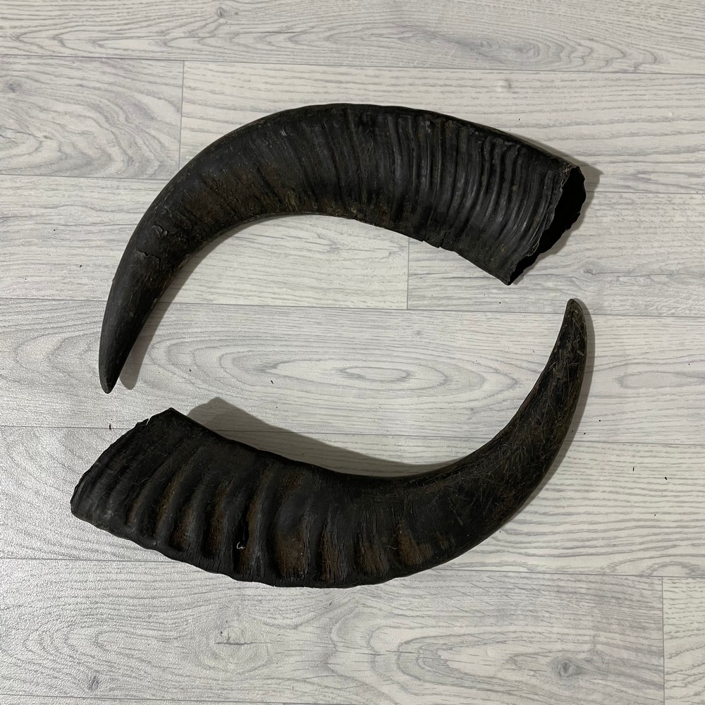 Lederstore Waterbuffel hoorns 50cm