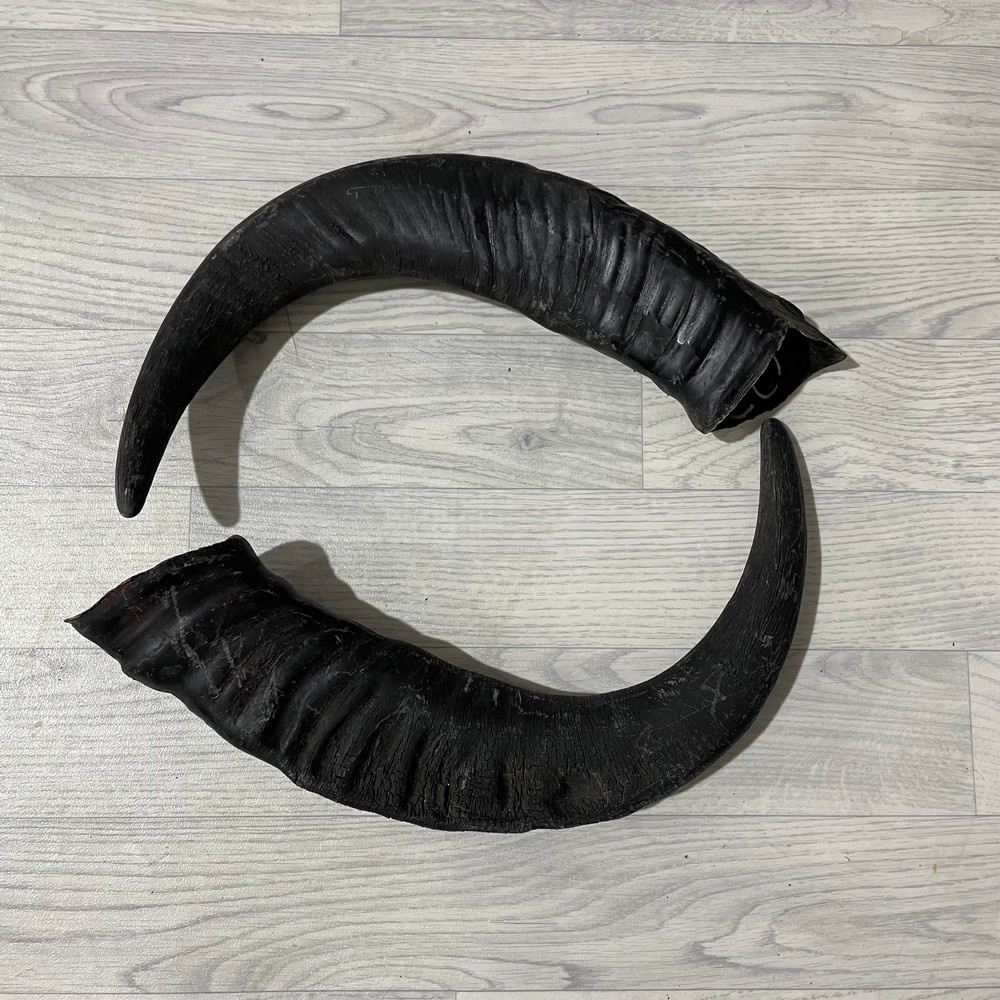 Lederstore Waterbuffel hoorns 60cm