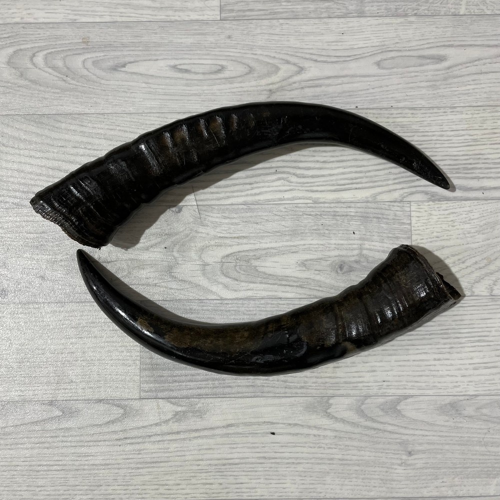 Lederstore Waterbuffel hoorns 45cm