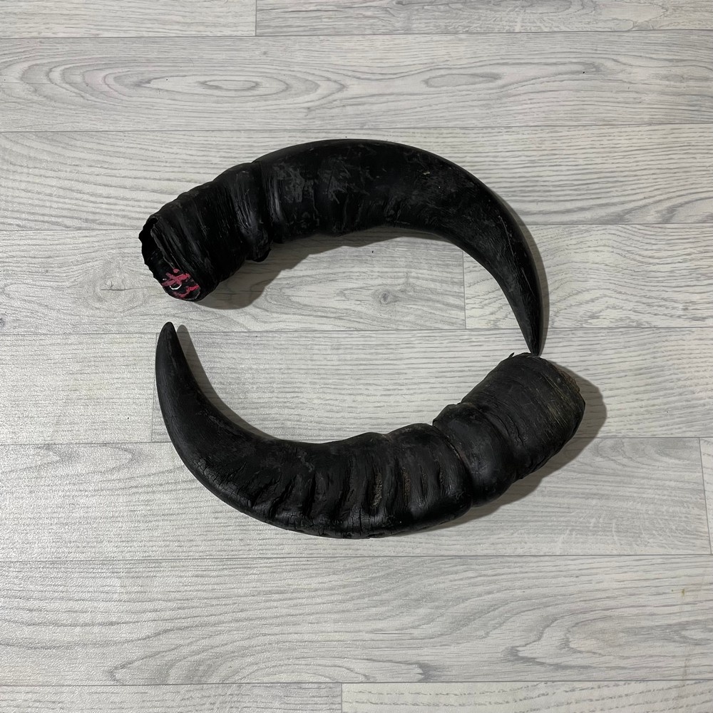 Lederstore Waterbuffel hoorns 50cm