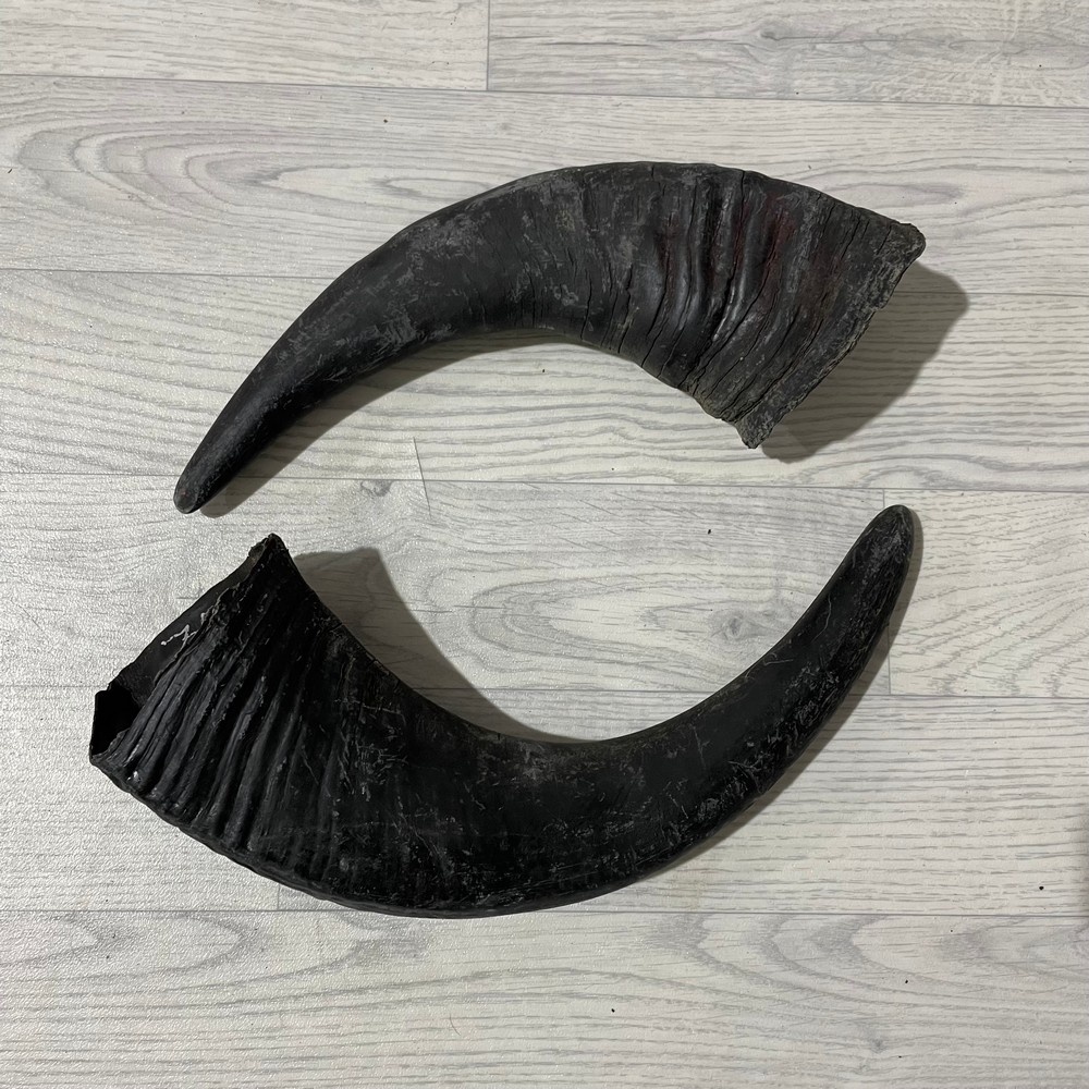 Lederstore Waterbuffel hoorns 45cm