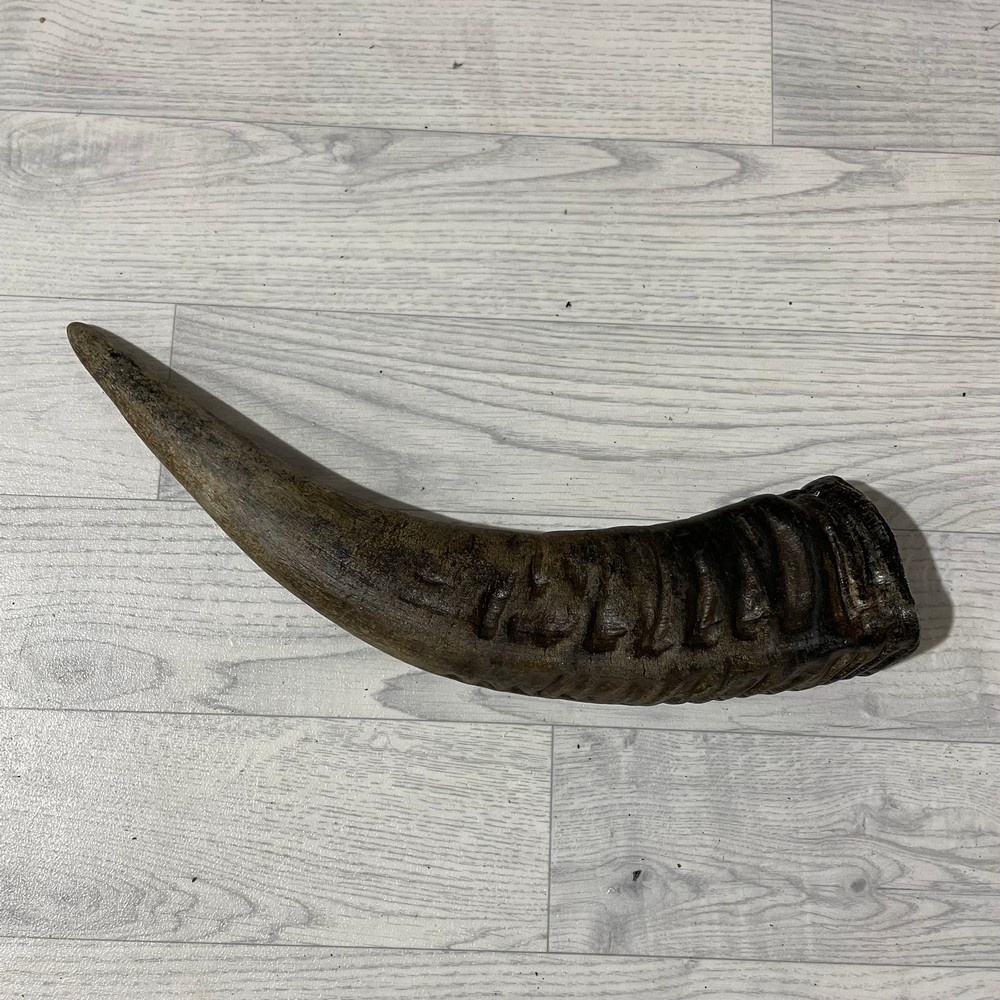 Lederstore Waterbuffel hoorn 45cm