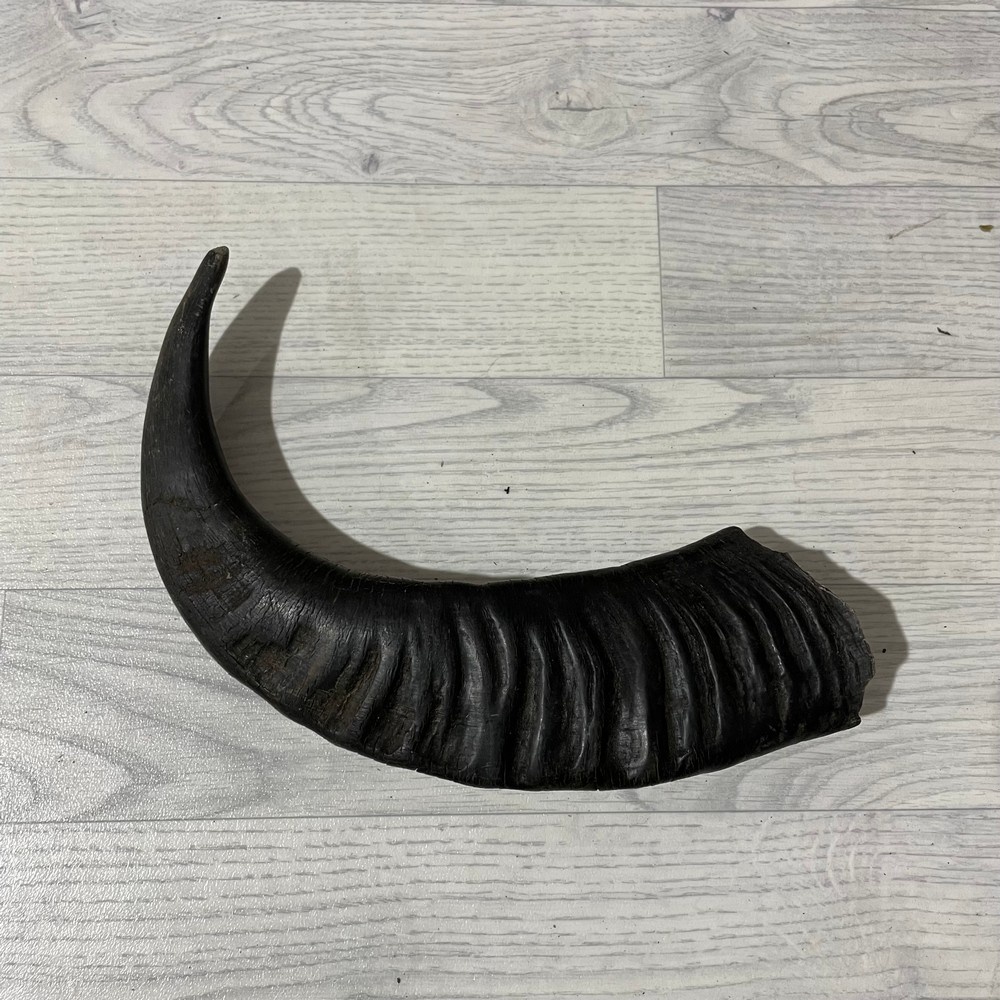 Lederstore Waterbuffel hoorn 45cm