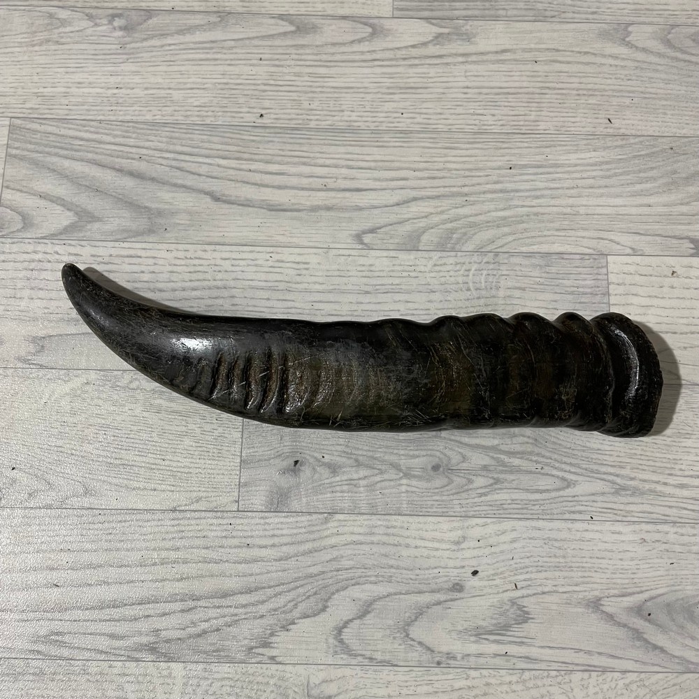 Lederstore Waterbuffel hoorn 45cm