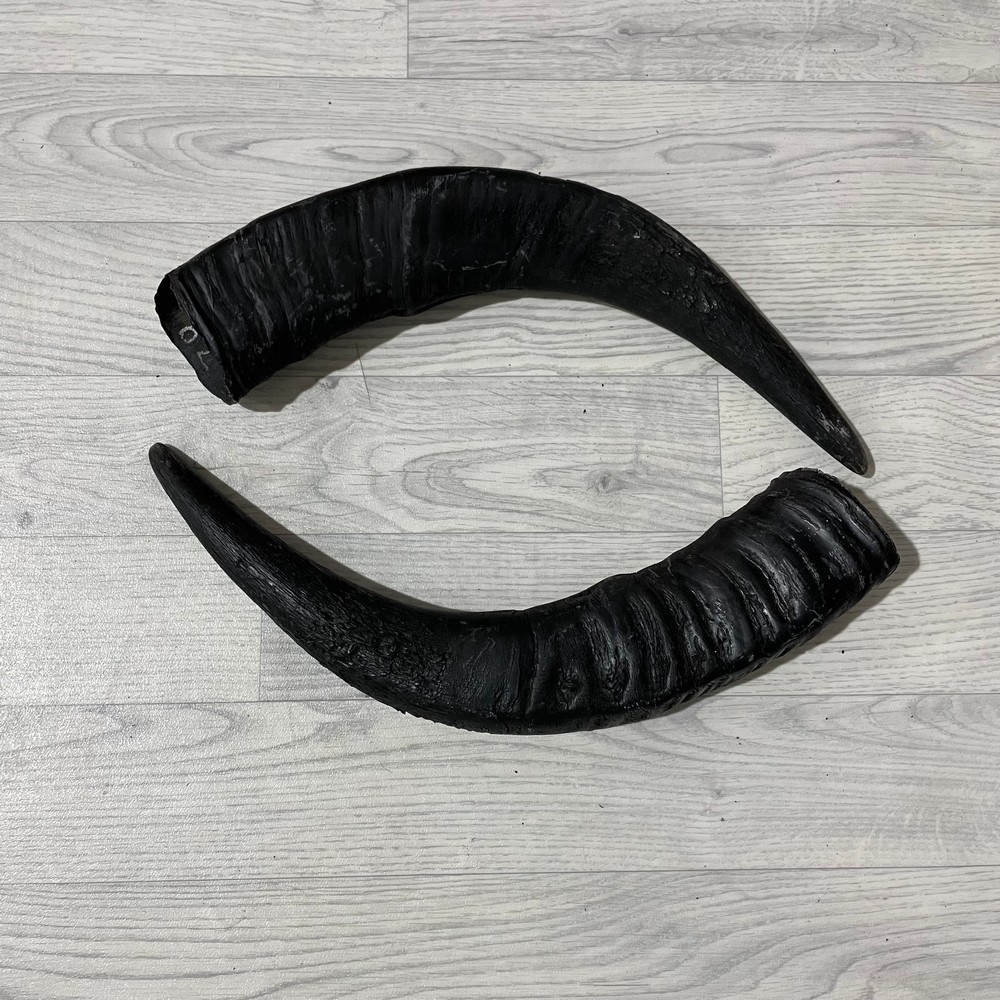 Lederstore Waterbuffel hoorns 50cm