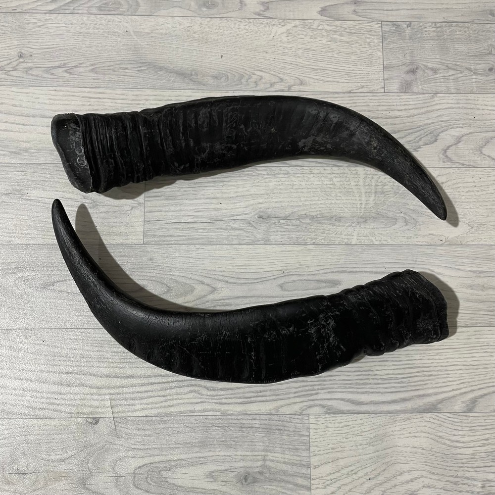 Lederstore Waterbuffel hoorns 55cm