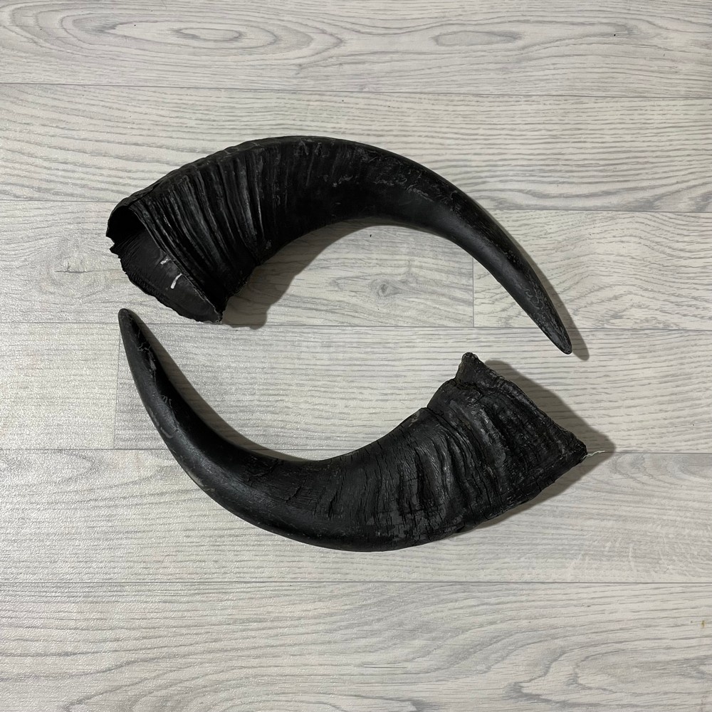 Lederstore Waterbuffel hoorns 45cm