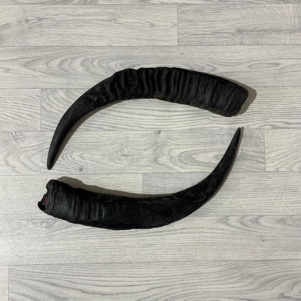 Lederstore Waterbuffel hoorns 60cm