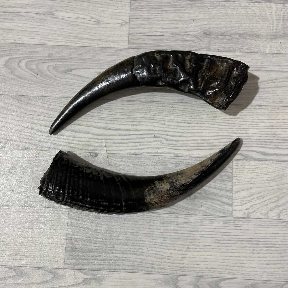 Lederstore Waterbuffel hoorns 40cm