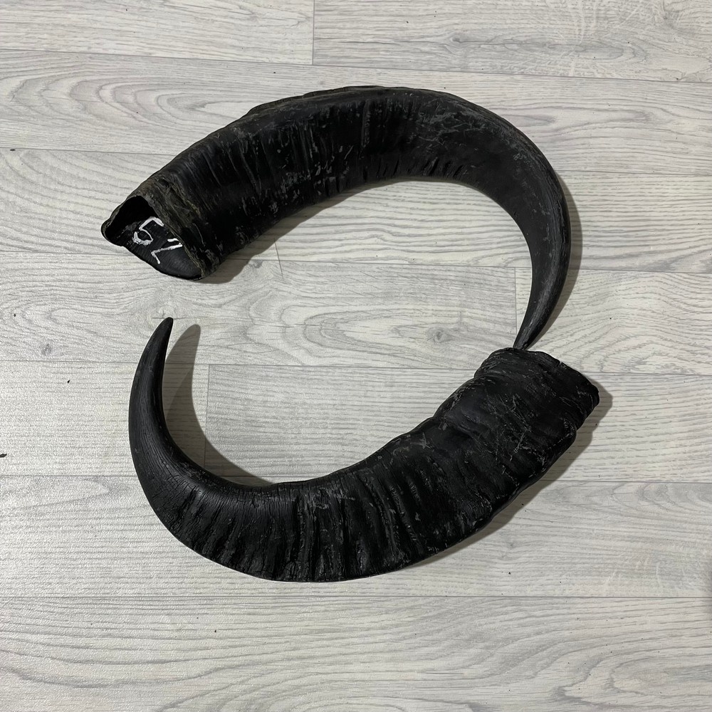 Lederstore Waterbuffel hoorns 60cm