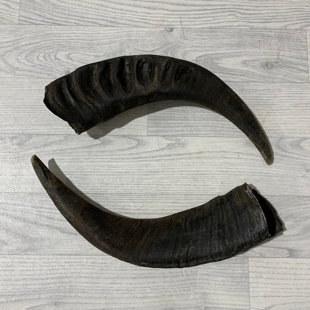 Lederstore Waterbuffel hoorns 45cm