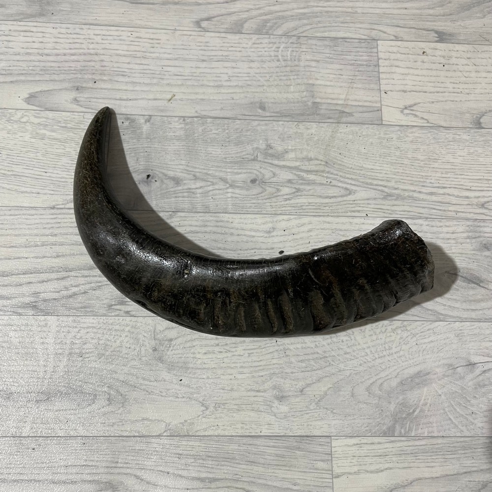 Lederstore Waterbuffel hoorn 45cm