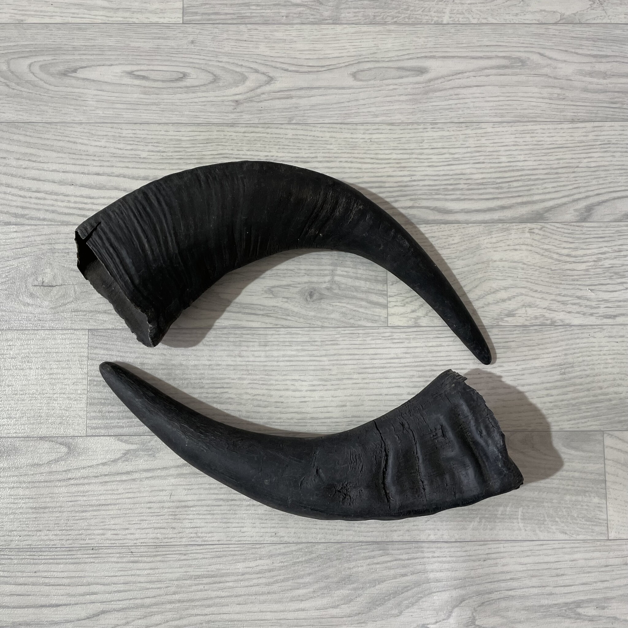 Lederstore Waterbuffel hoorns 50cm