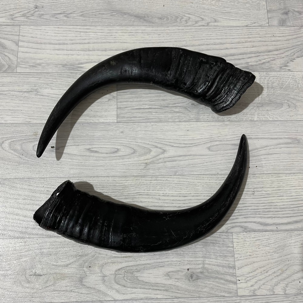 Lederstore Waterbuffel hoorns 50cm