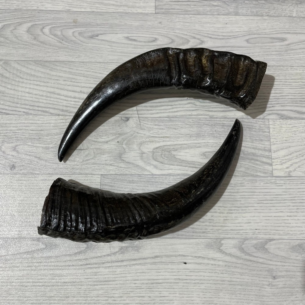 Lederstore Waterbuffel hoorns 40cm