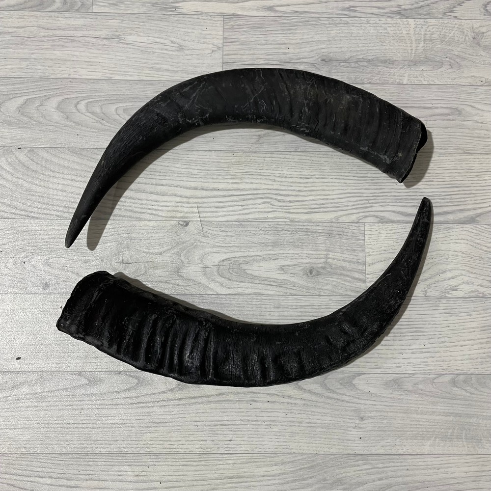 Lederstore Waterbuffel hoorns 60cm