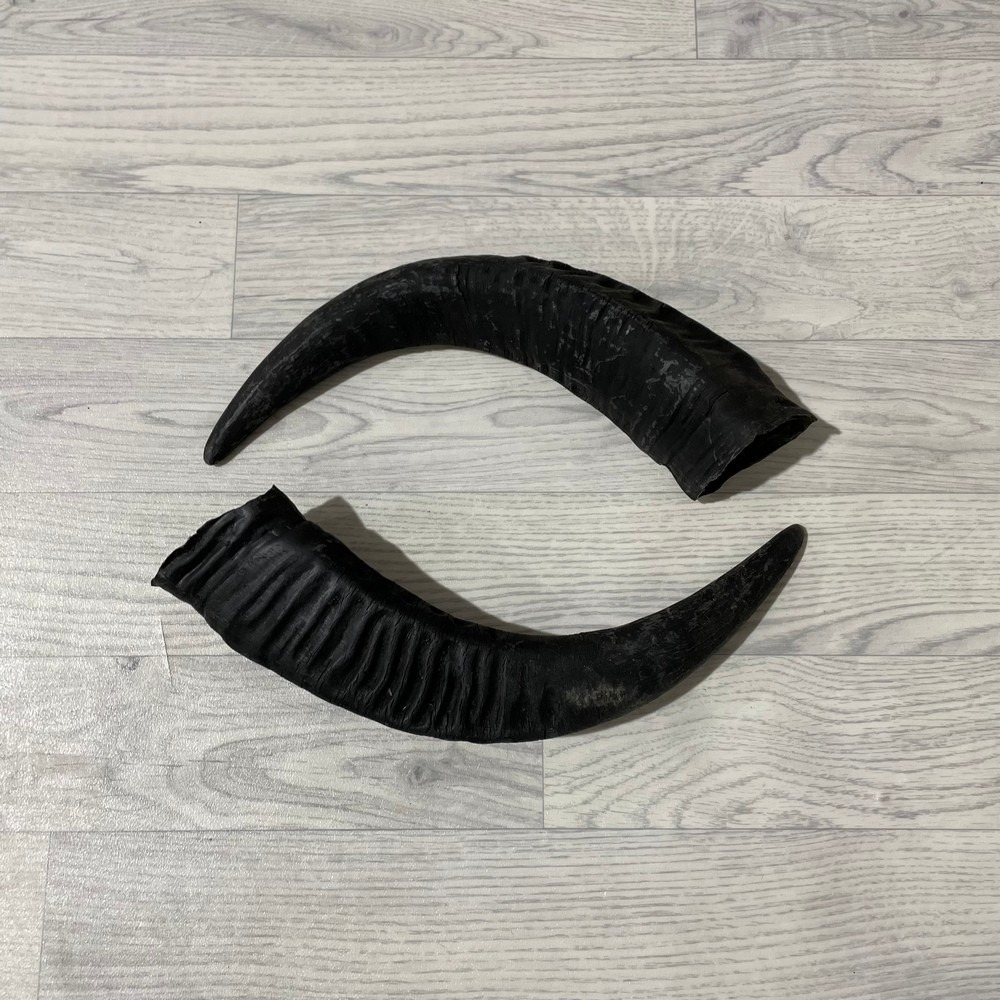 Lederstore Waterbuffel hoorns 45cm