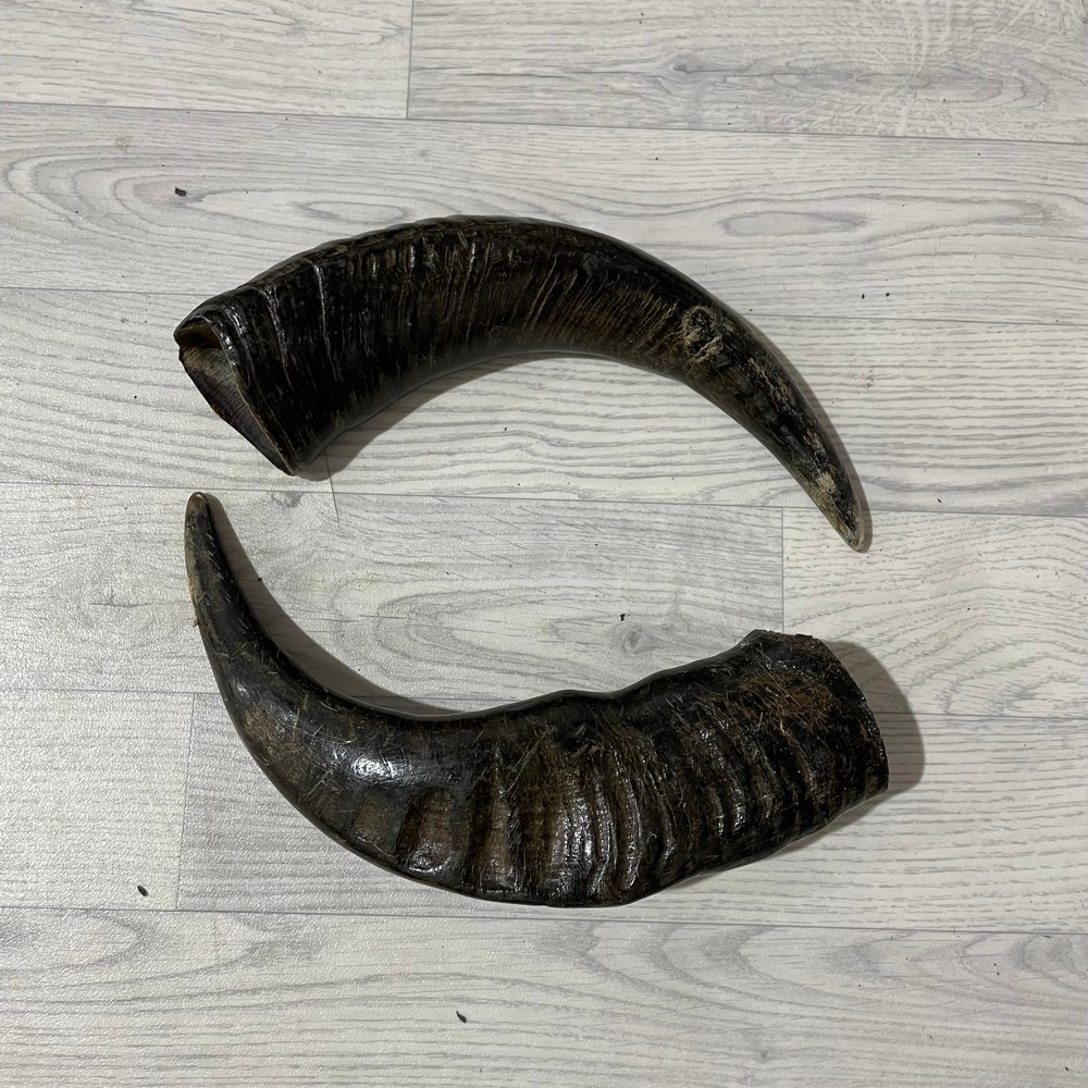 Lederstore Waterbuffel hoorns 45cm