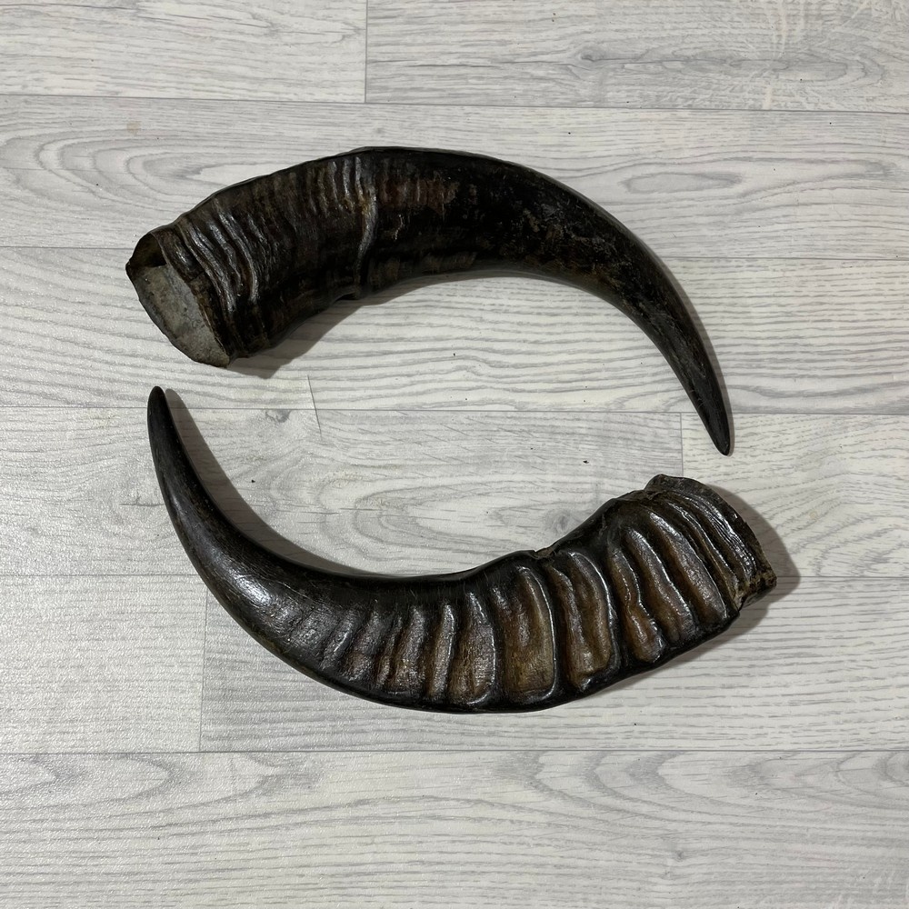 Lederstore Waterbuffel hoorns 45cm