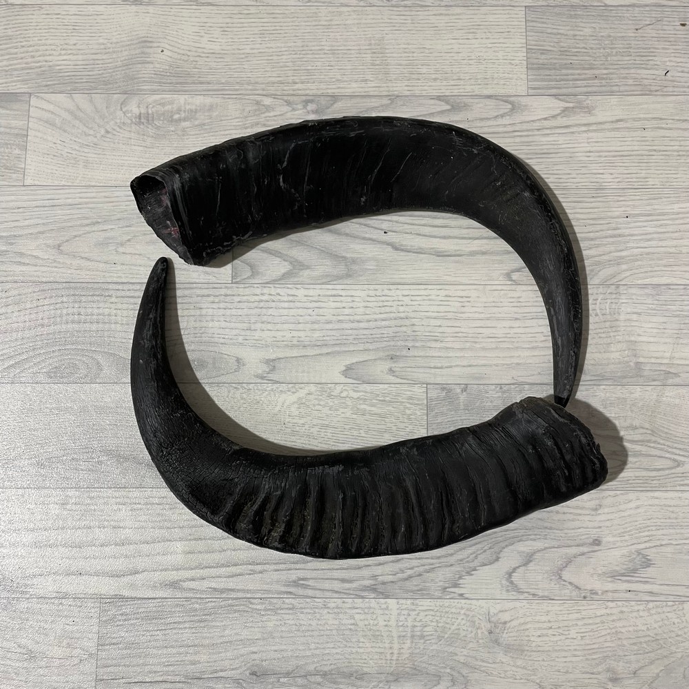 Lederstore Waterbuffel hoorns 65cm