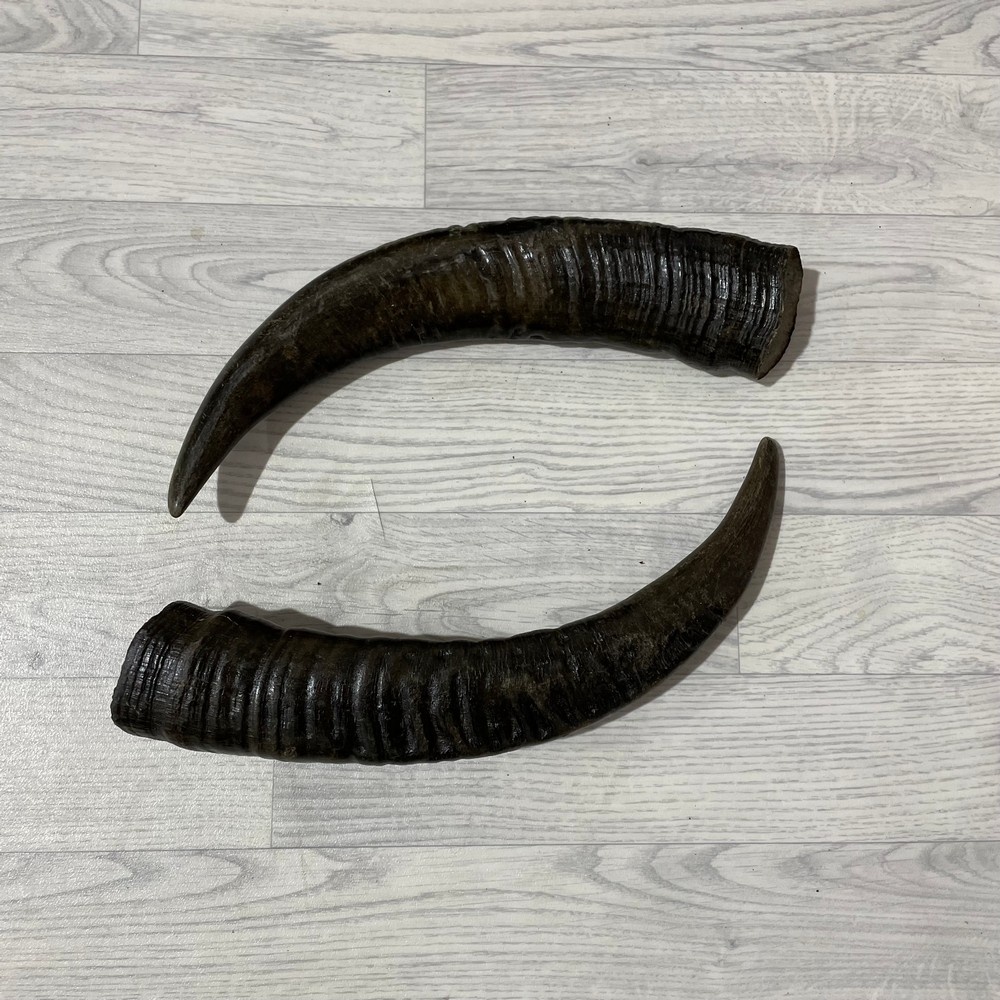 Lederstore Waterbuffel hoorns 50cm