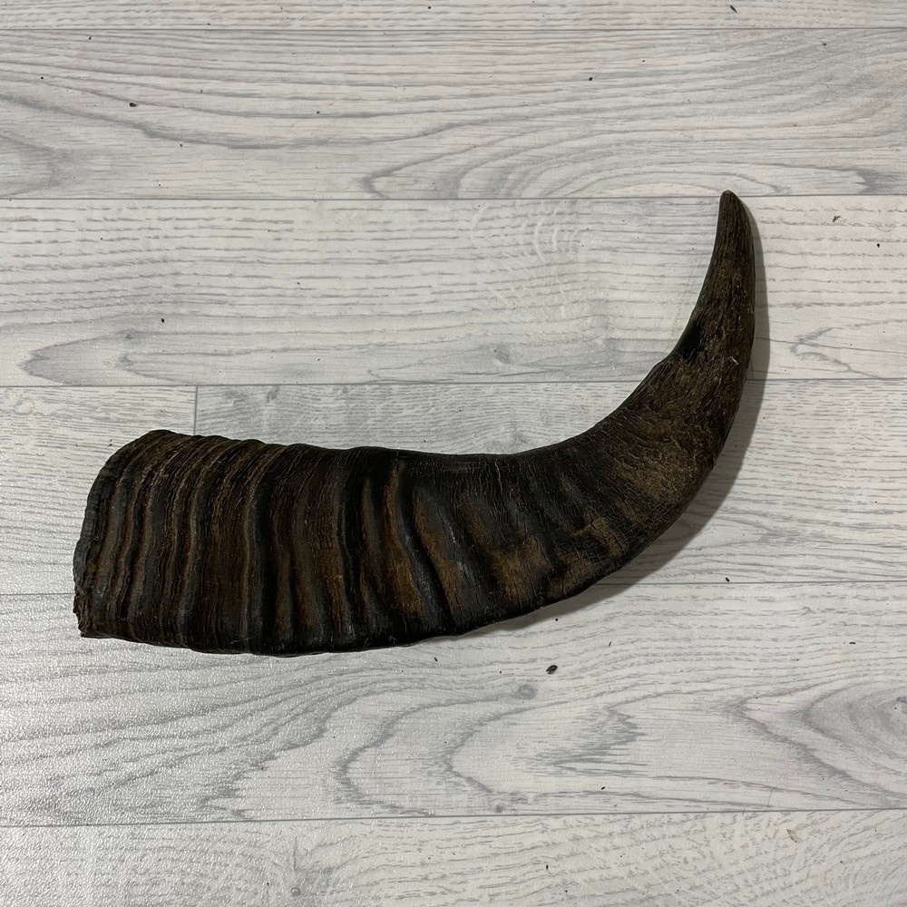 Lederstore Waterbuffel hoorn 45cm