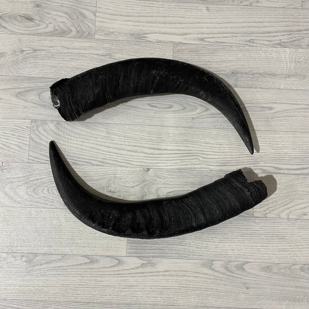 Lederstore Waterbuffel hoorns 60cm