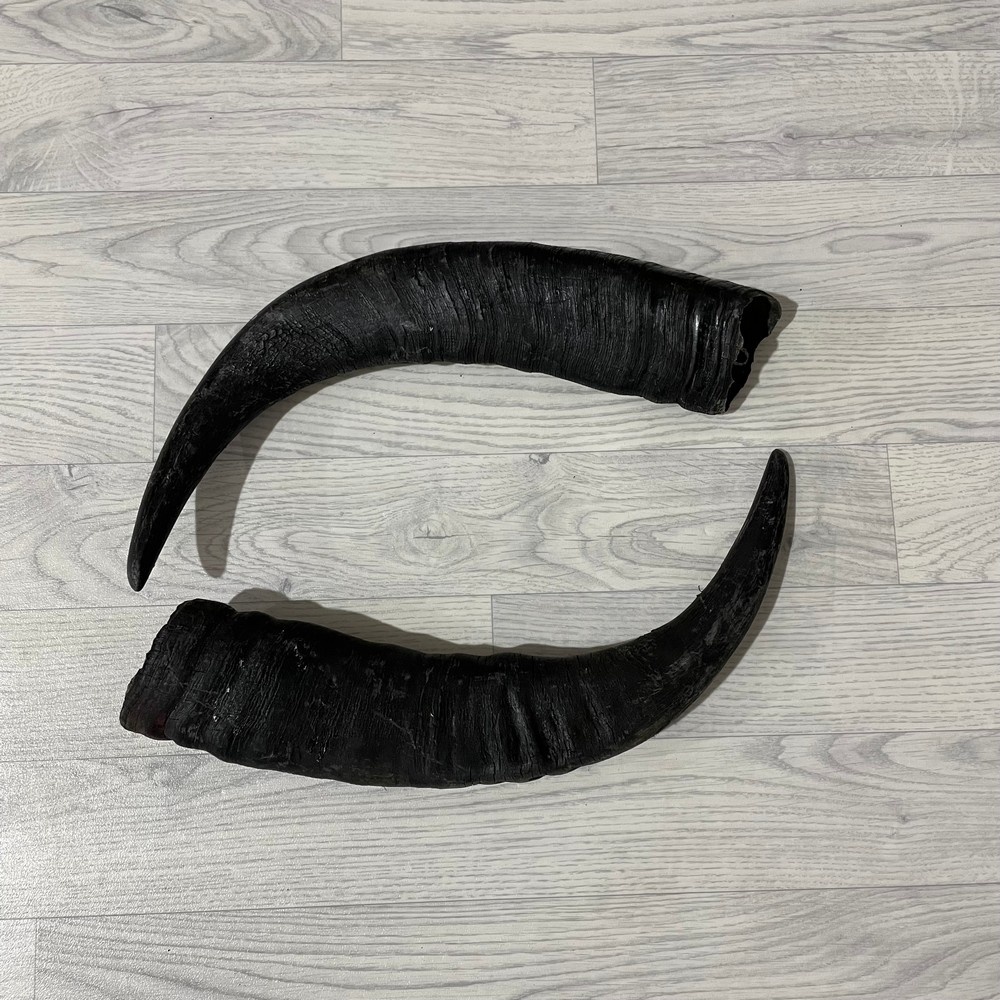 Lederstore Waterbuffel hoorns 55cm