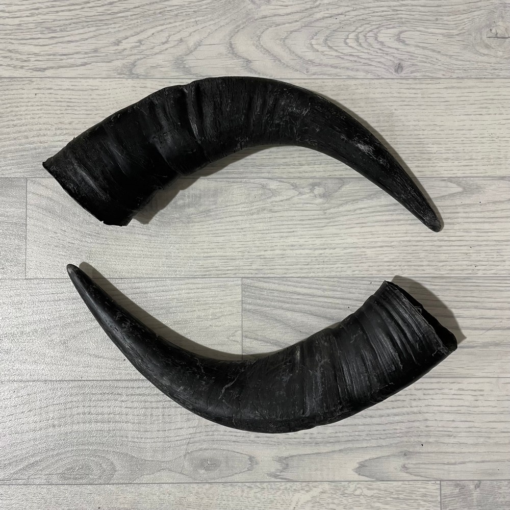 Lederstore Waterbuffel hoorns 45cm