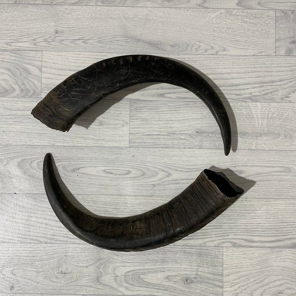 Lederstore Waterbuffel hoorns 50cm