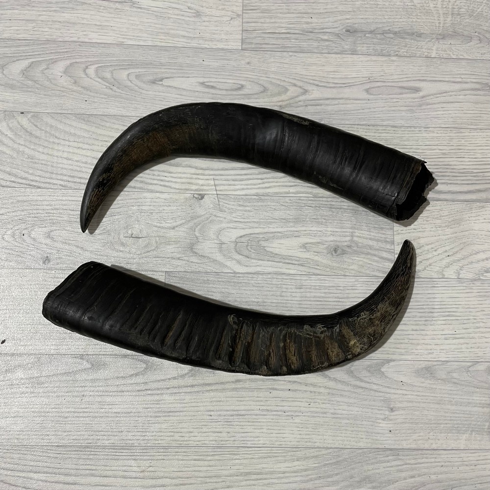 Lederstore Waterbuffel hoorns 50cm