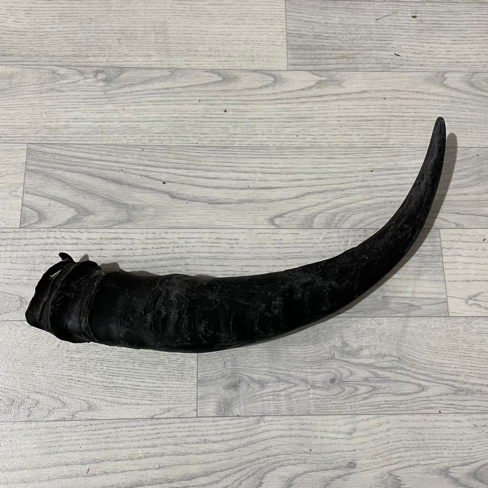 Lederstore Waterbuffel hoorn 55cm