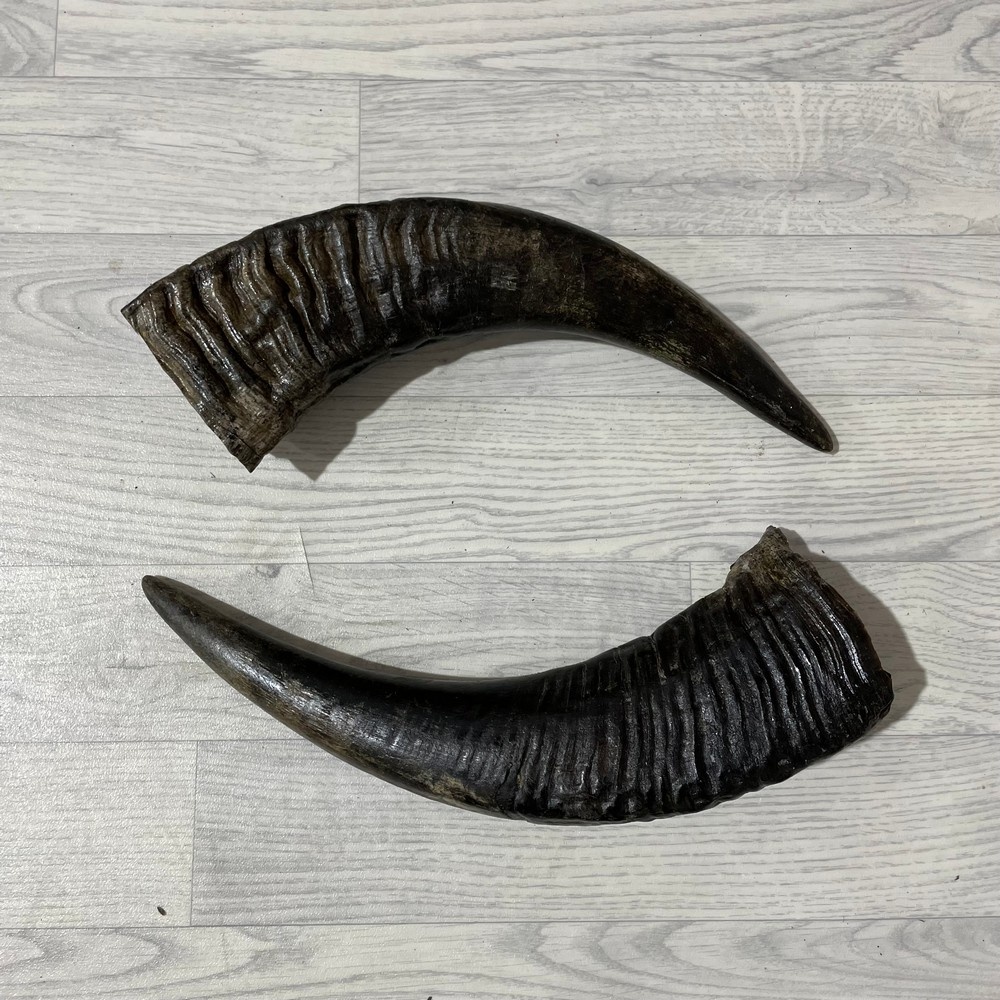 Lederstore Waterbuffel hoorns 45cm