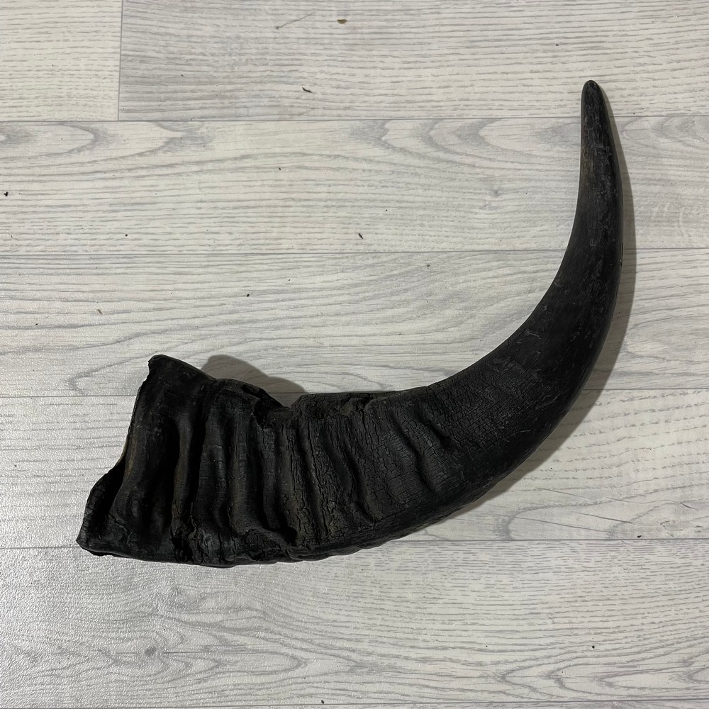 Lederstore Waterbuffel hoorn 55cm