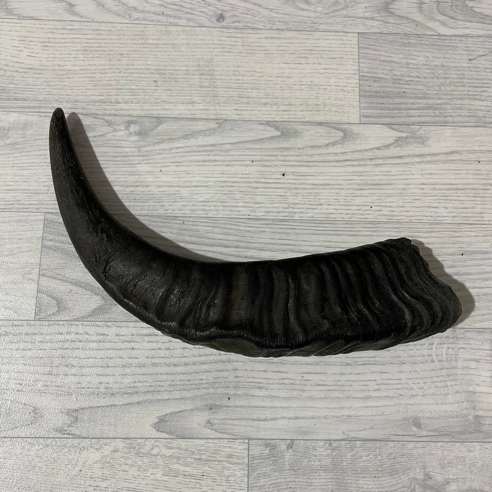 Lederstore Waterbuffel hoorn 50cm