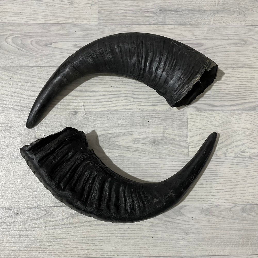 Lederstore Waterbuffel hoorns 50cm