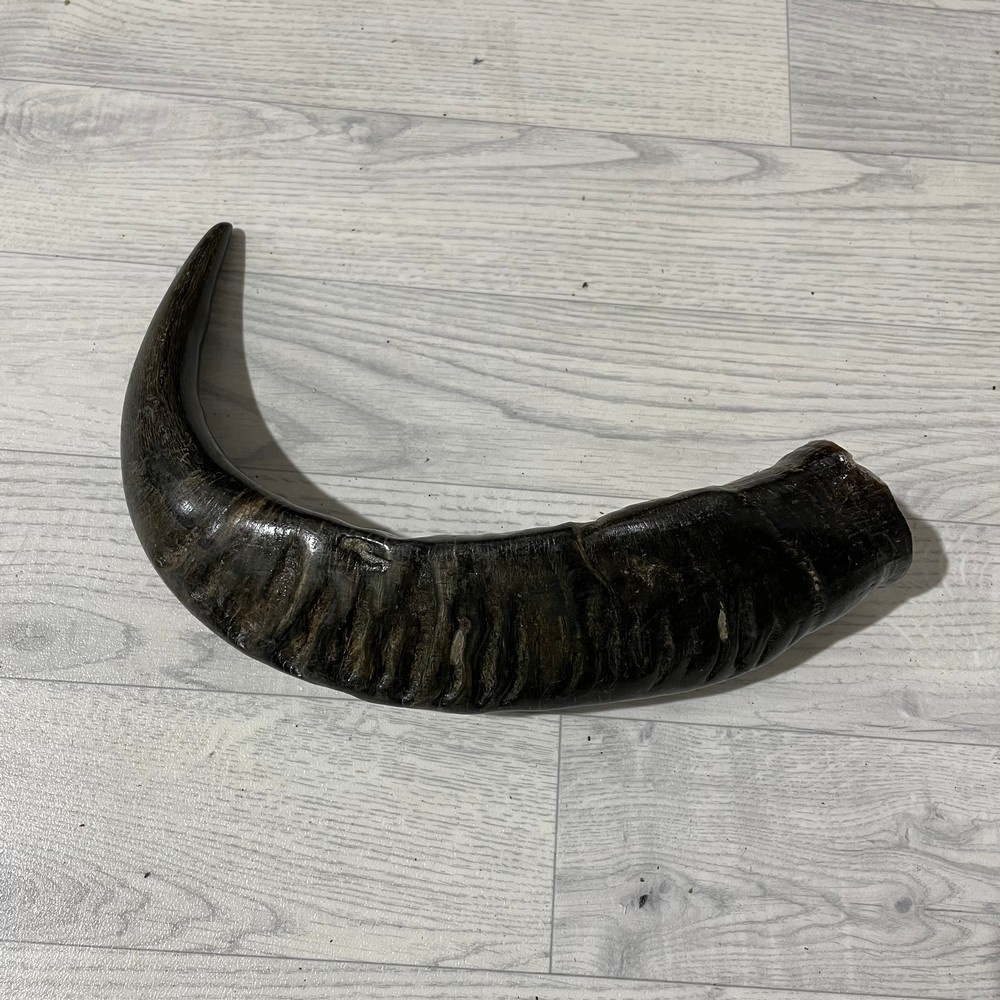 Lederstore Waterbuffel hoorn 50cm