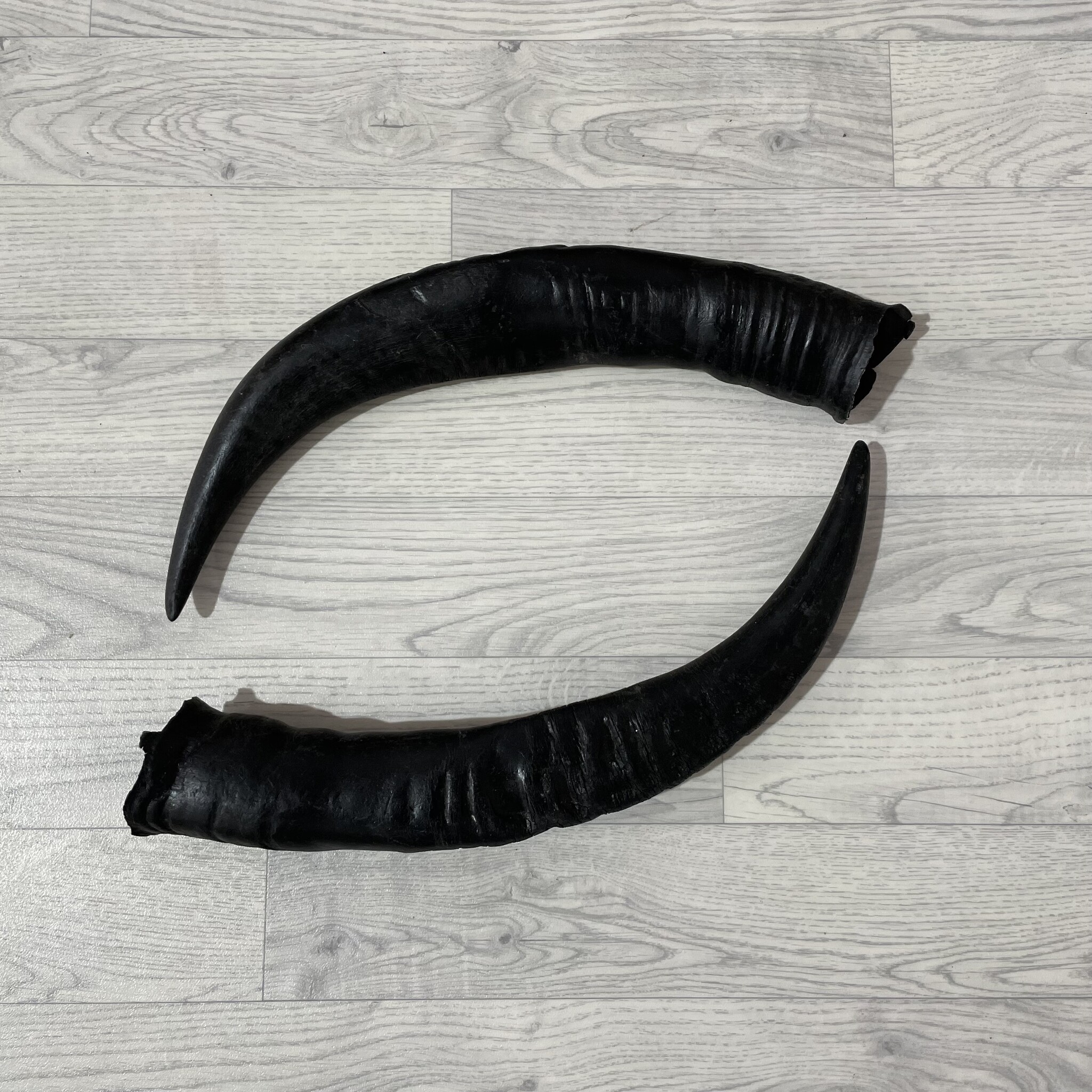 Lederstore Waterbuffel hoorns 55cm