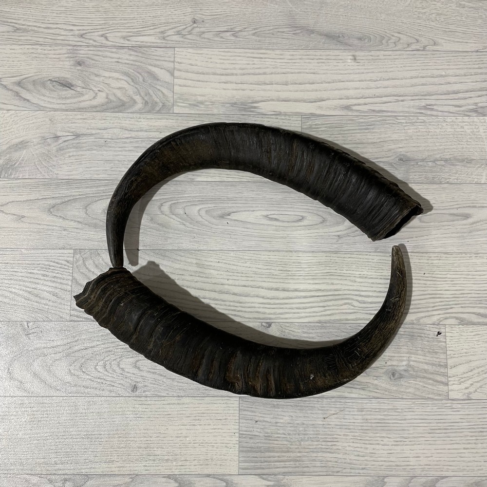 Lederstore Waterbuffel hoorns 60cm