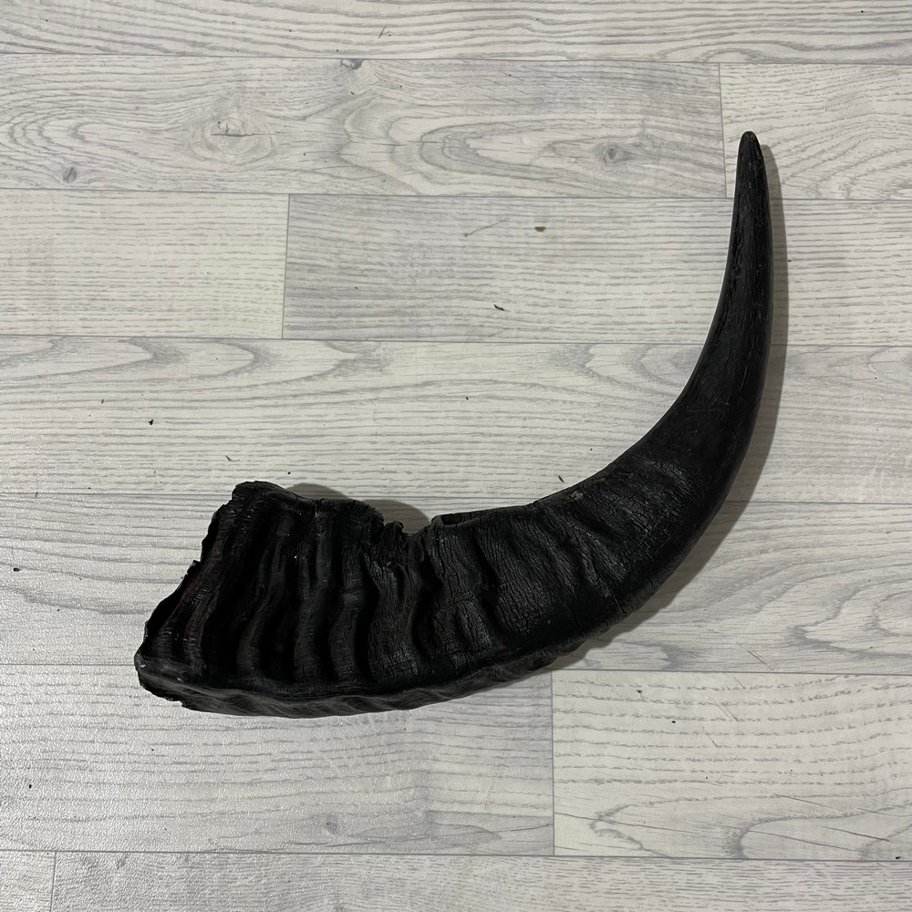 Lederstore Waterbuffel hoorn 60cm