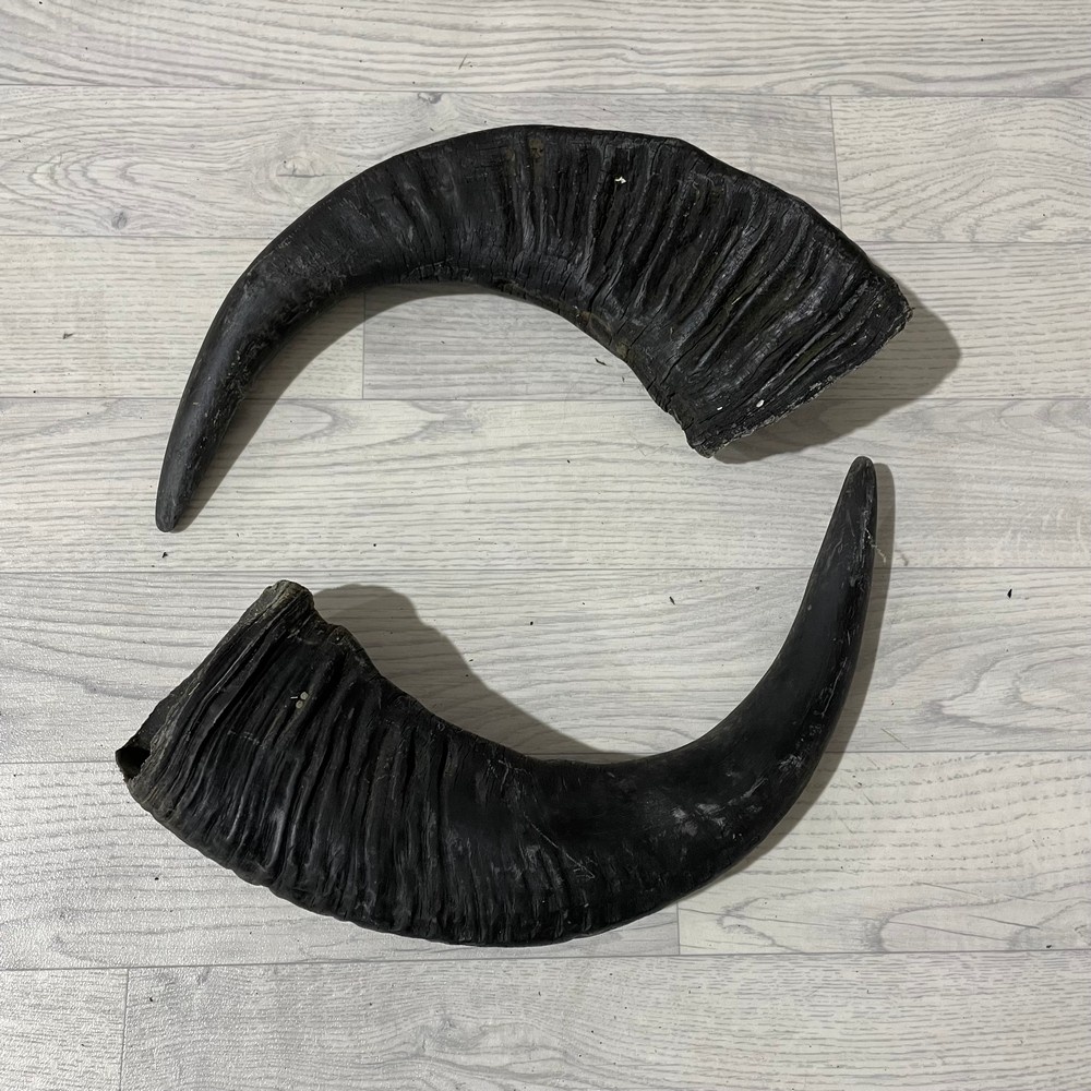 Lederstore Waterbuffel hoorns 55cm