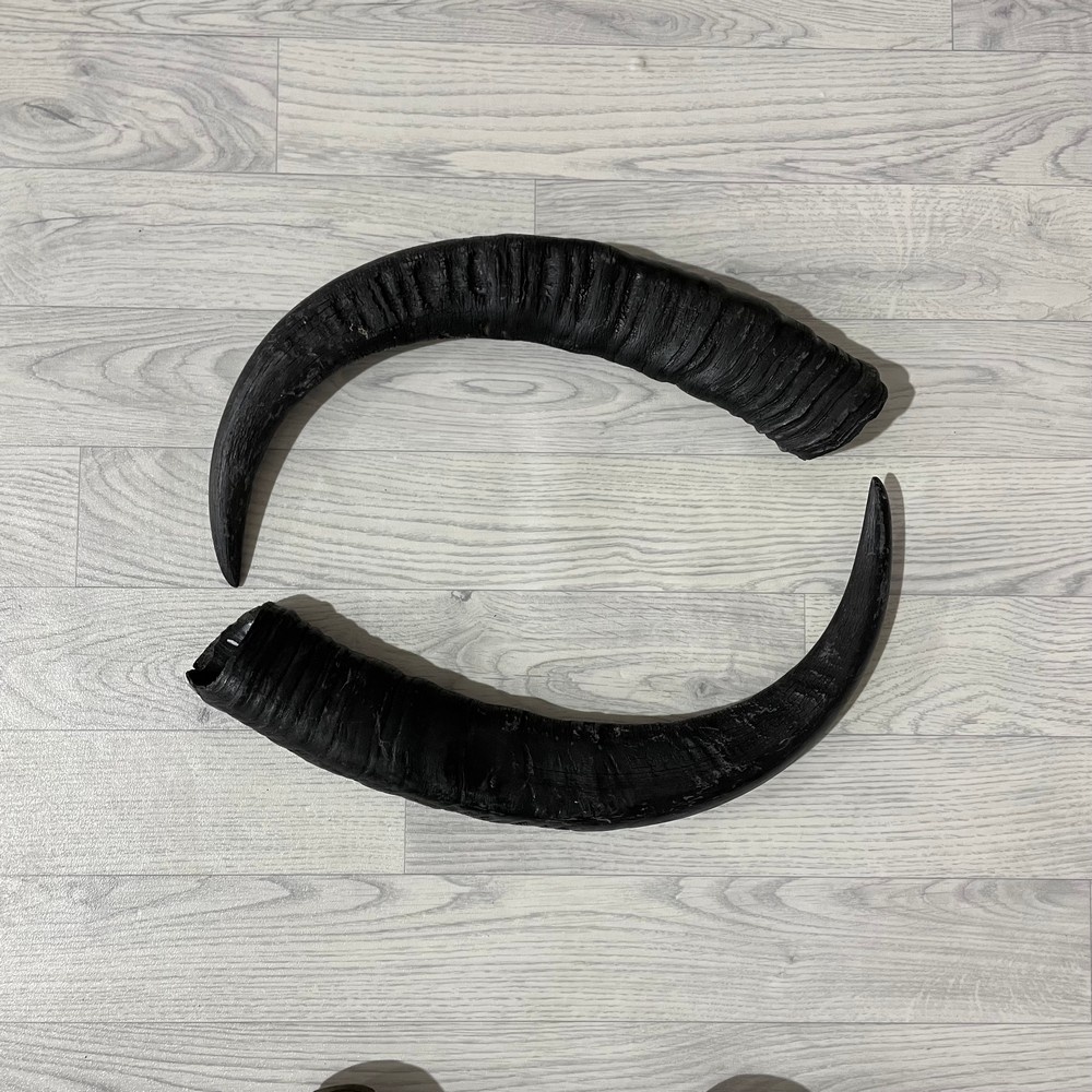 Lederstore Waterbuffel hoorns 65cm