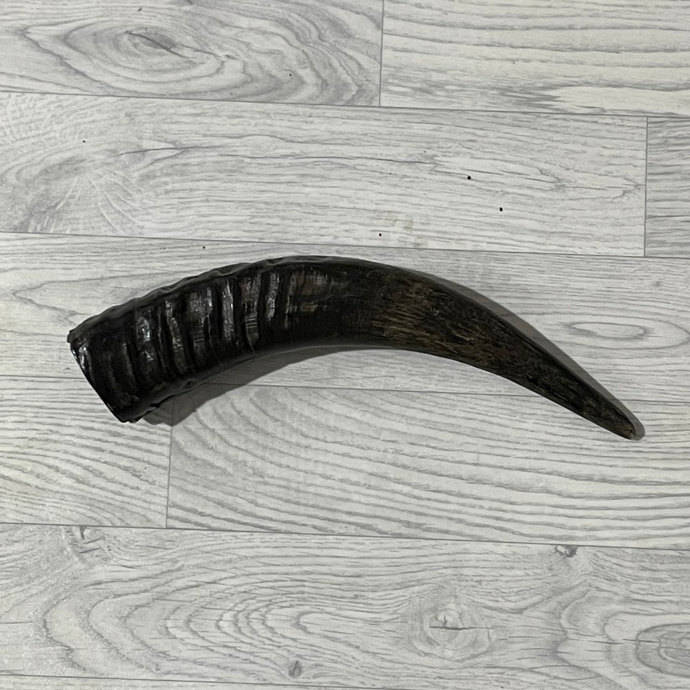 Lederstore Waterbuffel hoorn 40cm