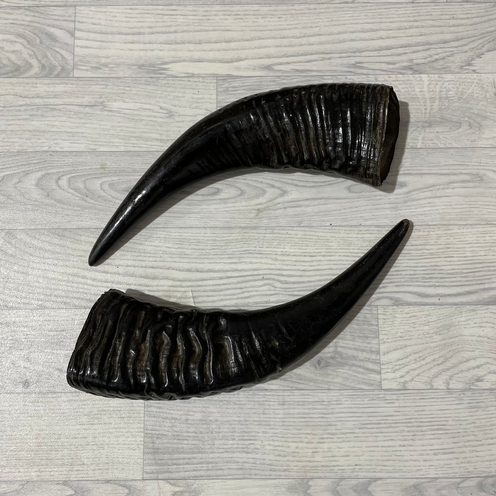 Lederstore Waterbuffel hoorns 50cm