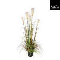 Micaflowers Pluimgras Foxtail 120cm