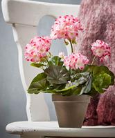 Pink White Geranium PVC im grauen Topf 83168 - EDM